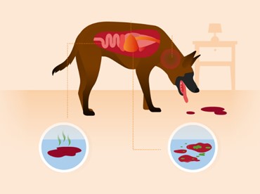 Obat Anjing Berak Darah Dan Muntah-Muntah